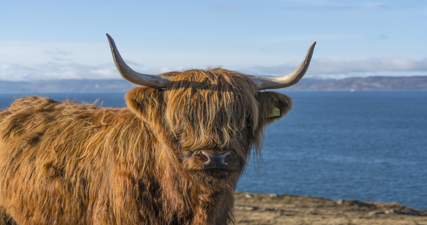 Hairy Highland Coo